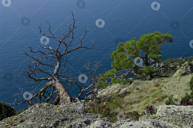 Скачать Два дерева над морем. фотосток Ozero