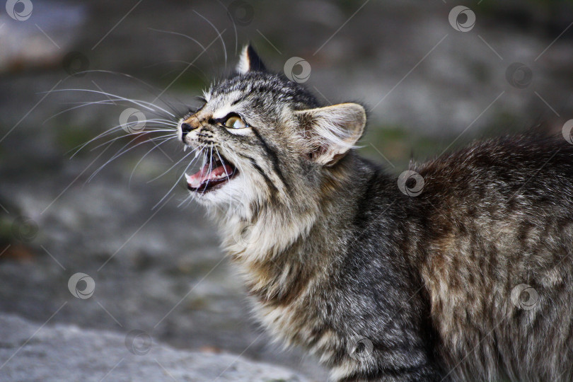 Скачать Мяукающий кот. фотосток Ozero