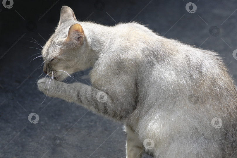 Скачать Моющийся кот. фотосток Ozero