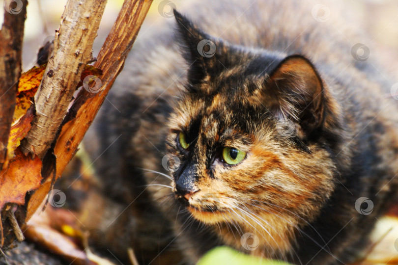 Скачать Скрытую кота с шубкой черепахового окраса. фотосток Ozero