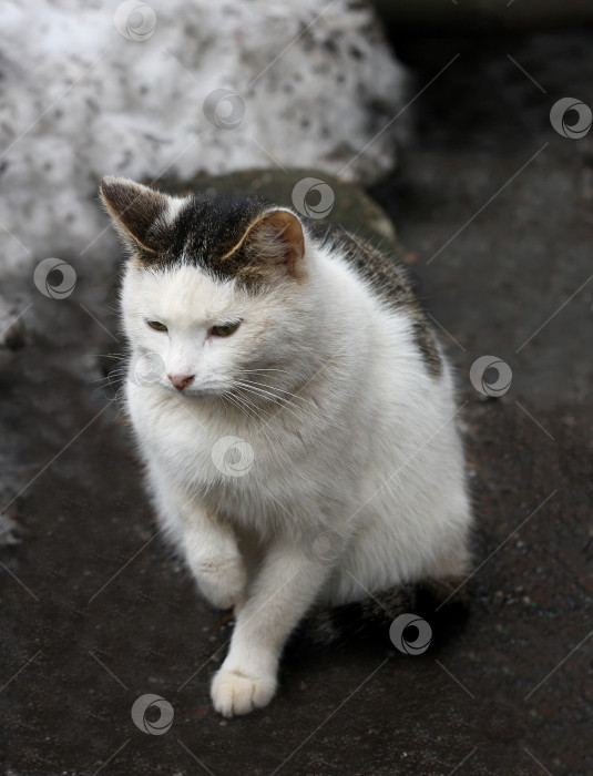 Скачать Черно-белая кошка. фотосток Ozero