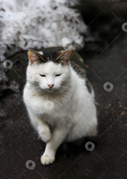 Скачать Черно-белый кот. фотосток Ozero