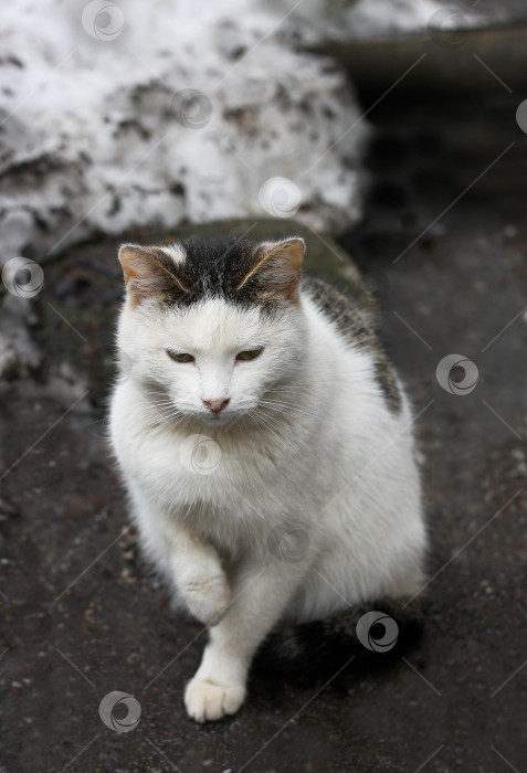 Скачать Черно-белая кошка. фотосток Ozero