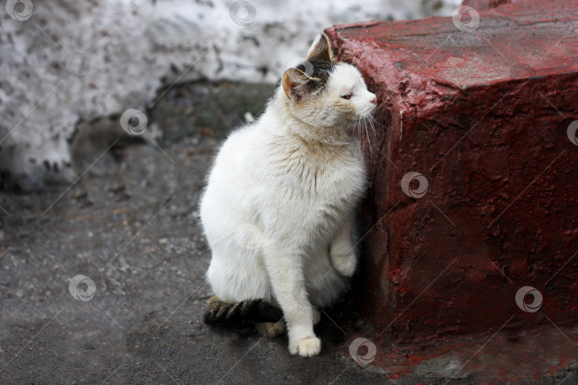 Скачать Черно-белая кошка. фотосток Ozero