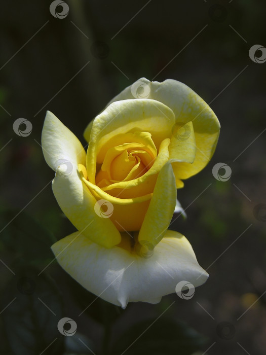 Скачать Желтая роза. фотосток Ozero