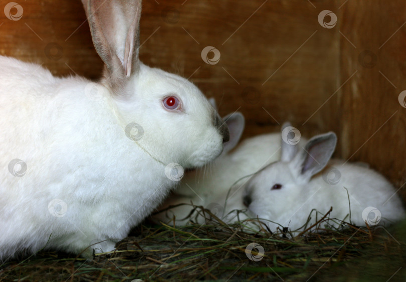 Скачать Кролик с кроликами. фотосток Ozero