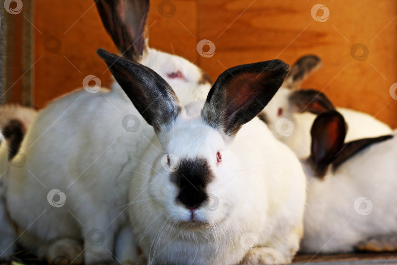 Скачать Кролики сидят, сбившись в кучу. фотосток Ozero