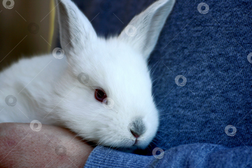 Скачать Кролик в руках человека. фотосток Ozero