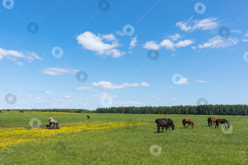 Скачать Лошади пасутся на лугу солнечным летним днем фотосток Ozero