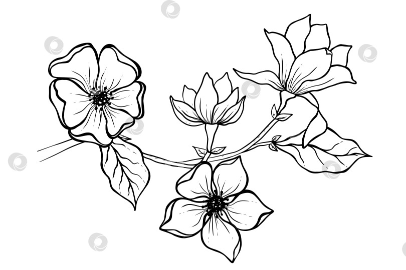 Скачать Иллюстрация к рисунку цветка магнолии. Черно-белый с рисунком в виде линий. фотосток Ozero