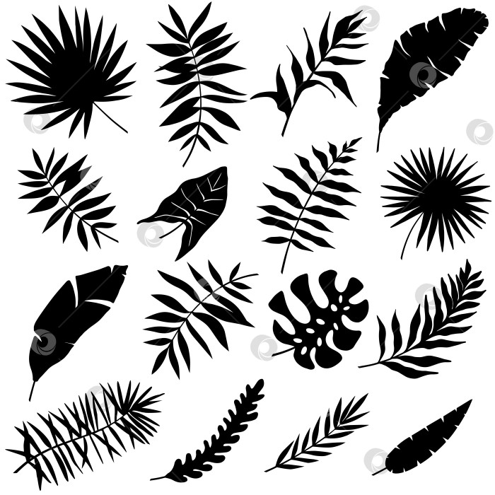 Скачать Вектор тропических листьев. Набор силуэтов пальмовых листьев, выделенных на белом фоне. фотосток Ozero