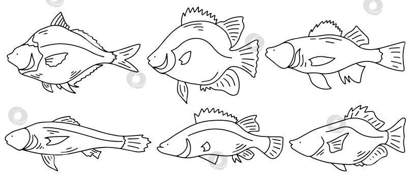 Скачать Набор морских рыб, изолированных на белом фоне. Нарисованный от руки эскиз векторной иллюстрации. Речной набор рыб фотосток Ozero