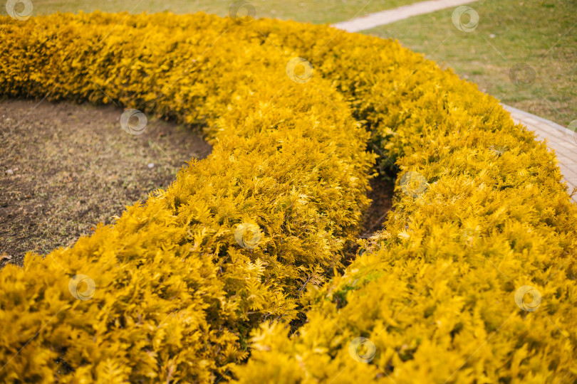 Скачать Красивые кусты с желтыми листьями туи. Садовые растения в форме круга. Живая изгородь в парке. фотосток Ozero