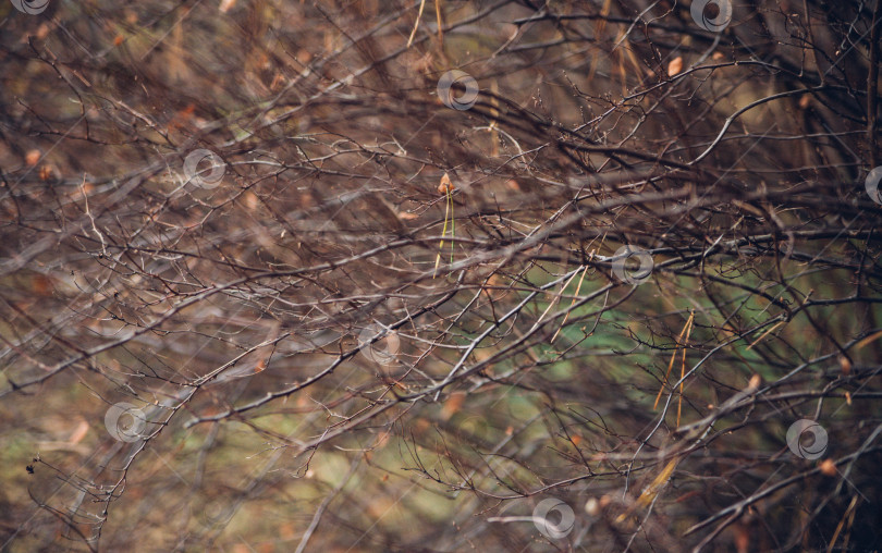 Скачать Естественный фон, тонкие ветви, сучья, размытые на заднем плане. фотосток Ozero