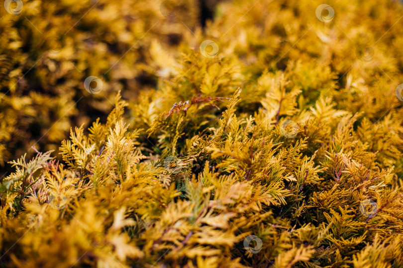 Скачать Естественный фон из желтых листьев туи. Красивая текстура листьев.Осенний сезон. фотосток Ozero
