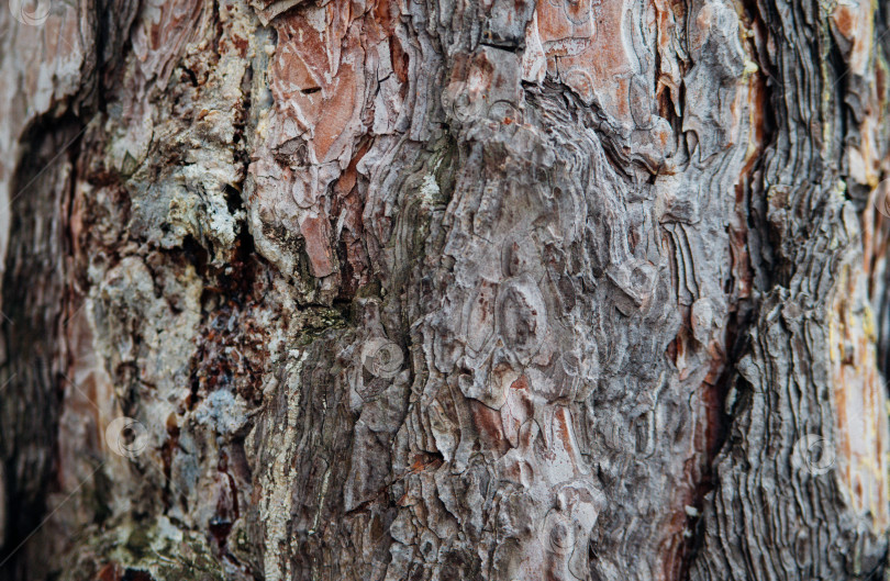 Скачать Текстура древесной коры. Дерево в парке крупным планом. Рельефная текстура и фон. фотосток Ozero