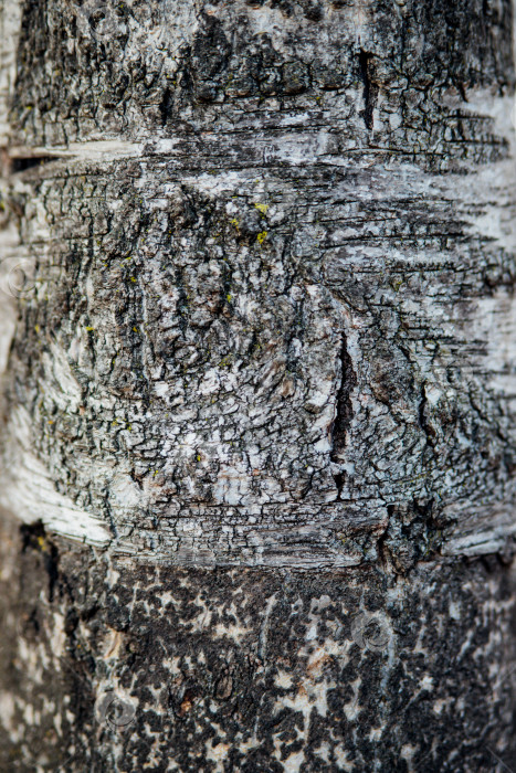 Скачать Текстура древесной коры. Дерево в парке крупным планом. Рельефная текстура и фон. фотосток Ozero
