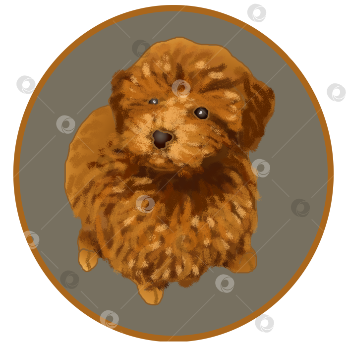 Скачать Маленькая пухленькая пушистая оранжевая собачка в серой круглой рамке фотосток Ozero