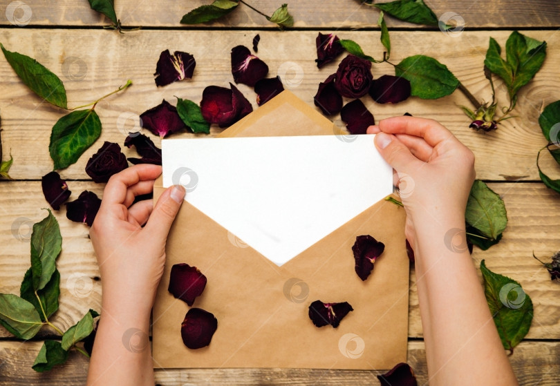 Скачать Женские руки держат почтовый конверт среди сухих лепестков роз. Гербарий и сухоцветы. фотосток Ozero