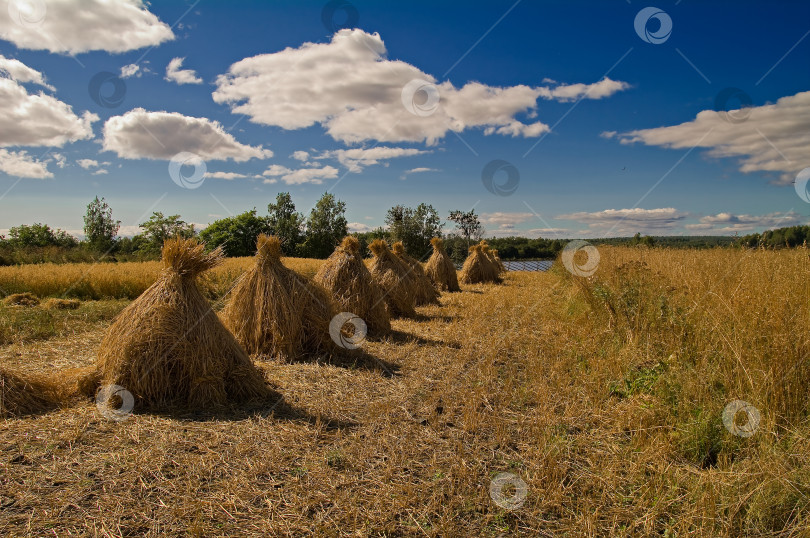 Скачать Рожь, снопы фотосток Ozero