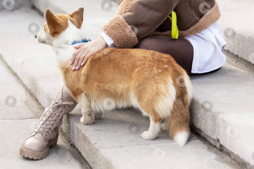 Скачать Молодая блондинка в шляпе на прогулке в парке с собаками породы вельш-корги-пемброк.Весна фотосток Ozero