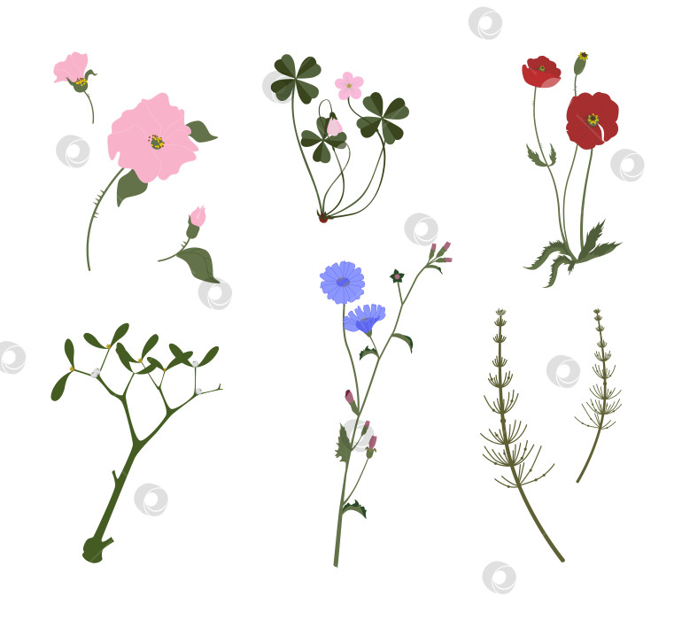 Скачать Летняя векторная красочная коллекция полевых цветов и трав, маки фотосток Ozero