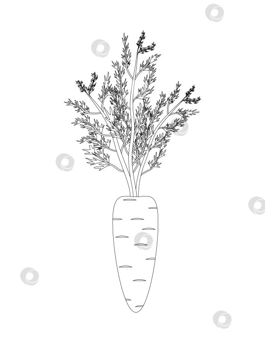 Скачать Контур моркови . Контурный рисунок овощей фотосток Ozero
