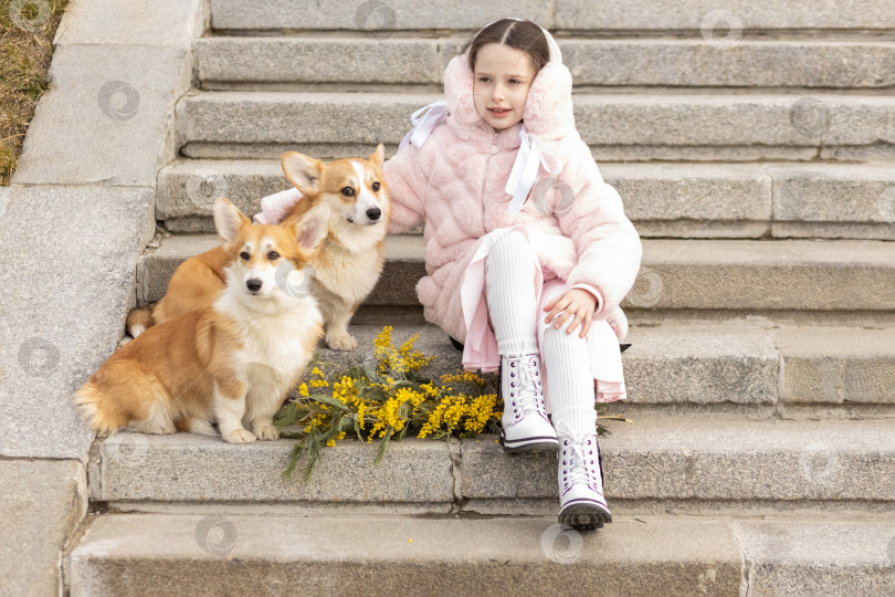 Скачать Маленькая девочка в теплом розовом пальто и меховых наушниках сидит на ступеньках с собаками корги в парке. он протягивает букет мимозы. Весна, Международный женский день 8 марта фотосток Ozero