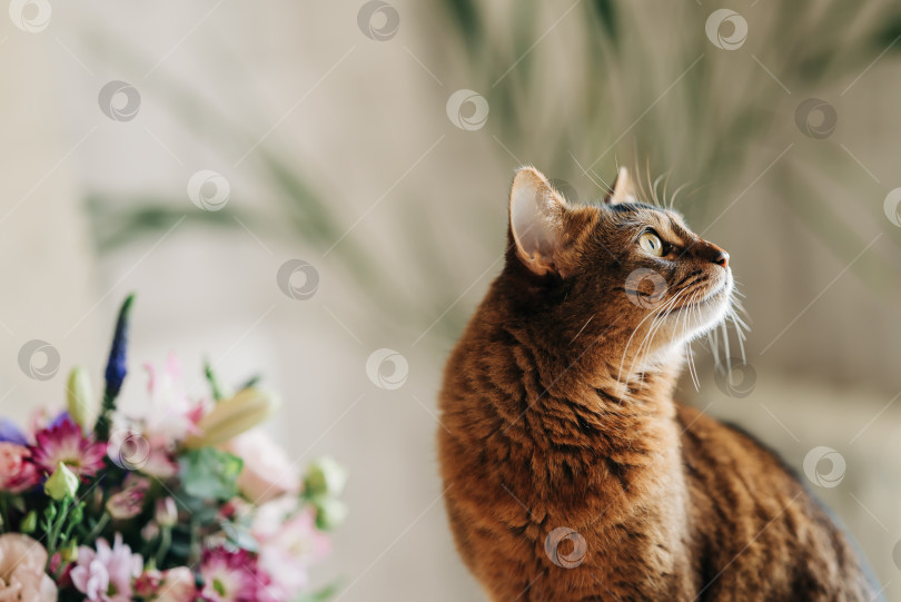 Скачать Портрет красивой рыжей кошки крупным планом, сидящей рядом с букетом красивых цветов фотосток Ozero
