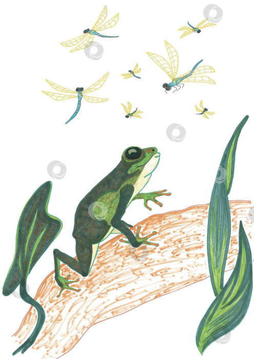 Скачать Зеленая древесная лягушка охотится на летающих синих стрекоз с желтыми крыльями. фотосток Ozero