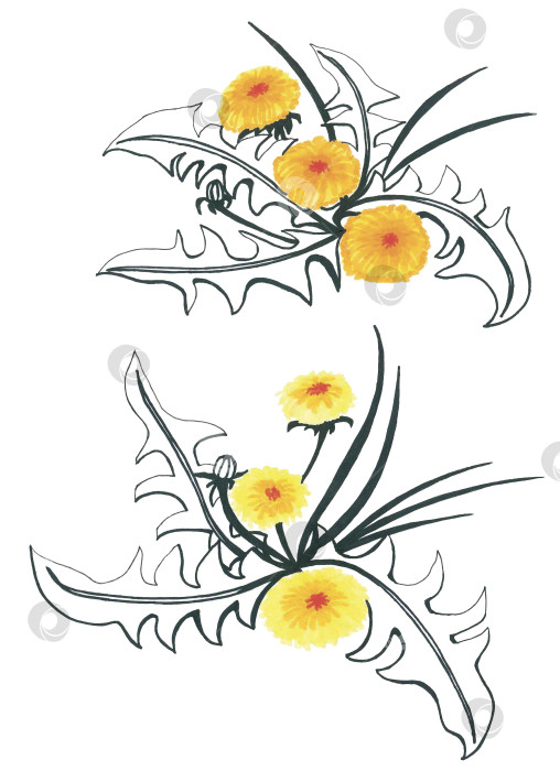 Скачать Стильный монохромный черно-белый цветочный узор с желтым el фотосток Ozero