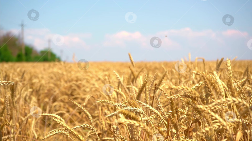 Скачать Концепции агробизнеса. Колосья пшеницы на поле в солнечный день. Выращивание пшеницы. Большой урожай пшеницы летом на поле. Замедленная съемка. фотосток Ozero