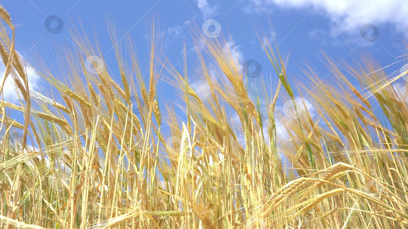 Скачать Концепции агробизнеса. Колосья пшеницы на поле в солнечный день. Выращивание пшеницы. Большой урожай пшеницы летом на поле. Замедленная съемка. фотосток Ozero
