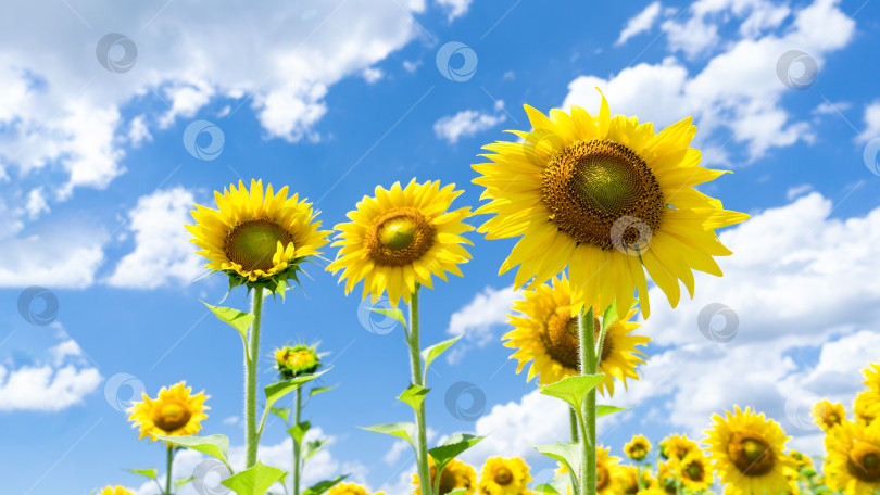 Скачать Ярко-желтые подсолнухи в поле в солнечный день. Крупный план желтого подсолнуха на фоне голубого неба и других подсолнухов. фотосток Ozero