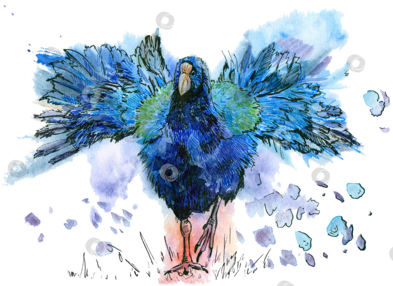 Скачать Акварельная птица такахе с брызгами. Нарисованная от руки акварельная иллюстрация на белом фоне. Коллекция птиц. фотосток Ozero