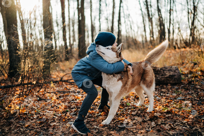 Скачать Маленький мальчик и его собака породы хаски идут по лесной тропе, откуда открывается живописный вид на деревья, меняющие цвет. Ребенок выводит свою собаку на прогулку в лес фотосток Ozero