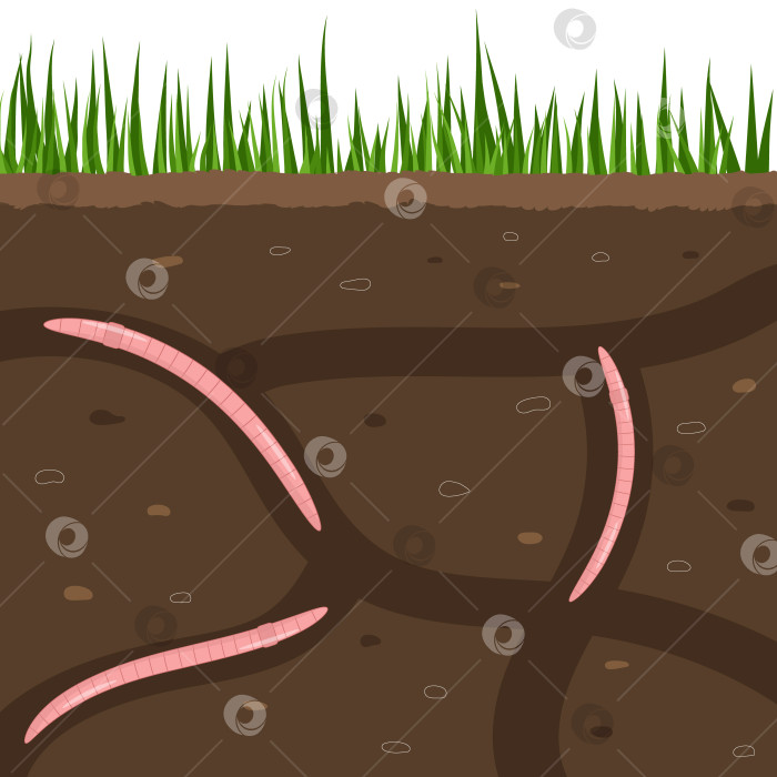 Скачать Дождевые черви в садовой почве. Проход воздуха и воды в почве. фотосток Ozero