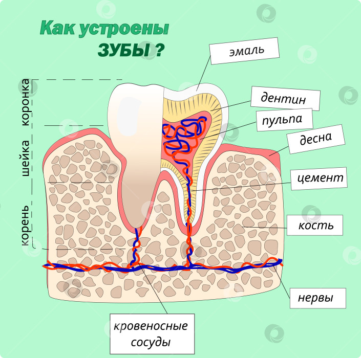 Скачать зуб в разрезе фотосток Ozero