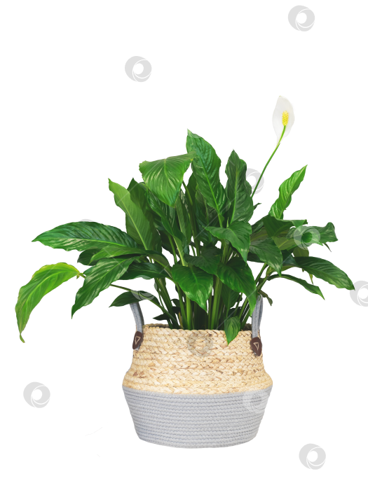 Скачать комнатное растение eucharis spathiphyllum в плетеном кашпо, выделенное на белом фоне фотосток Ozero