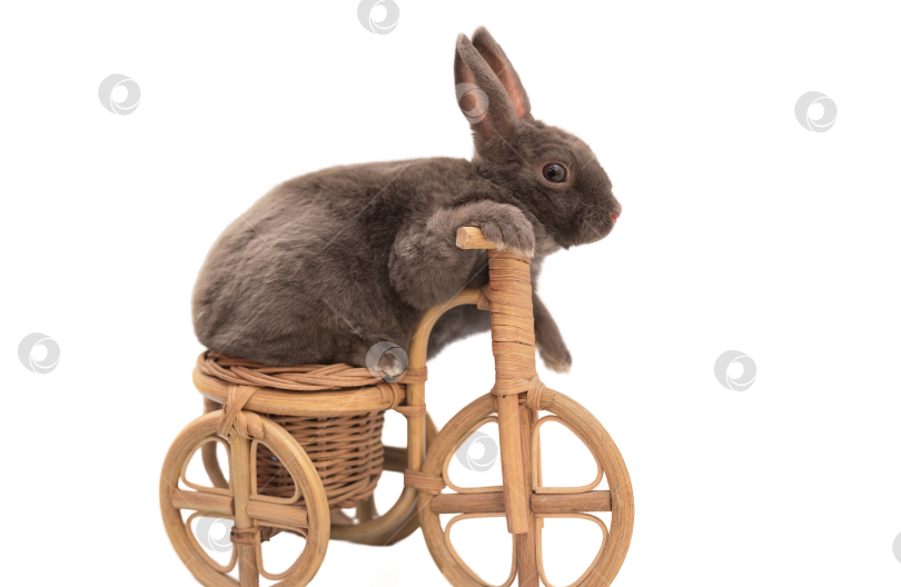 Скачать пушистый серый домашний кролик, сидящий на игрушечном велосипеде, выделяющийся на белом фоне фотосток Ozero