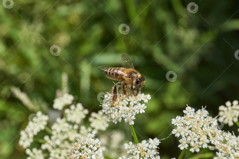 Скачать Пчела (лат. Anthophila) собирает нектар и пыльцу с цветов. фотосток Ozero