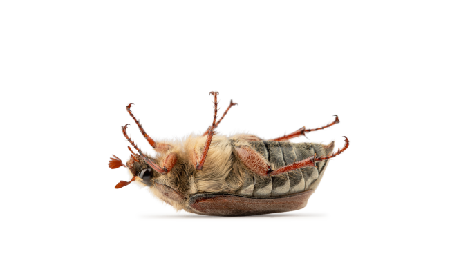 [object Object] undefined