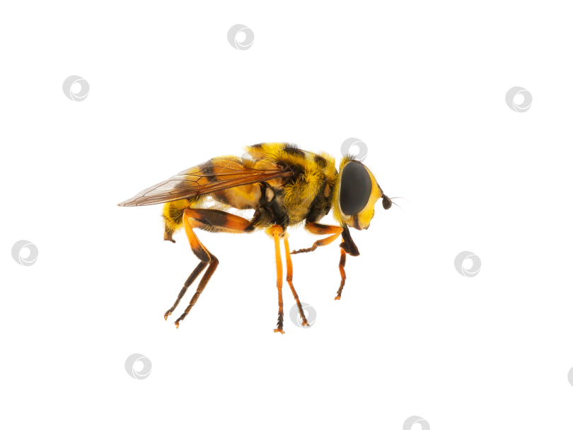 Скачать насекомое пчела, макро, изолят на белом фоне фотосток Ozero