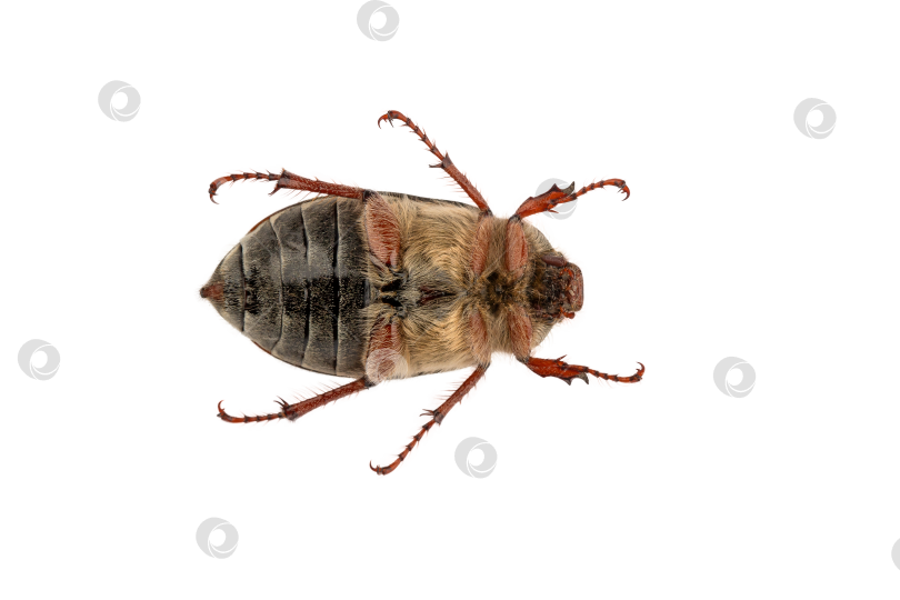 Скачать насекомое класса жесткокрылых, майский жук, хруст, вырезающий изолят на белом фоне фотосток Ozero