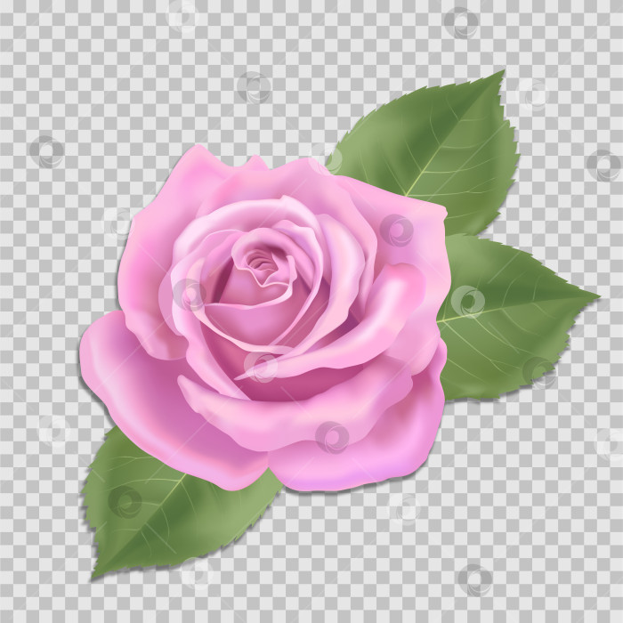 Скачать Цветок розовой розы фотосток Ozero