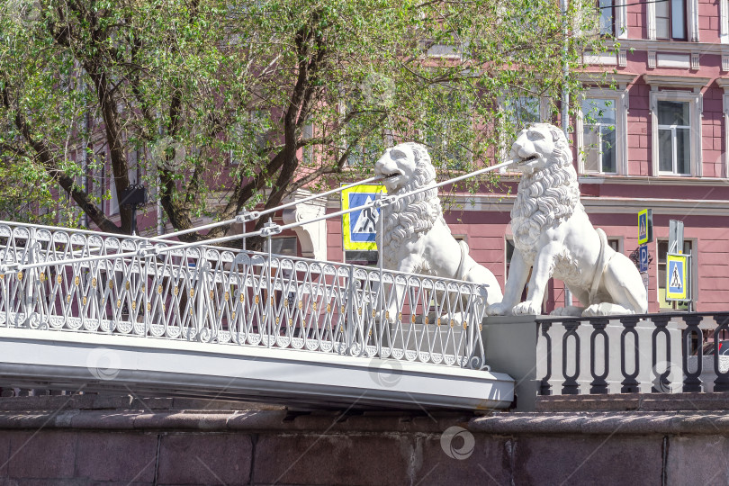 Скачать Санкт-Петербург, Россия, май 2023 года. Мост поддерживают два мраморных льва. фотосток Ozero