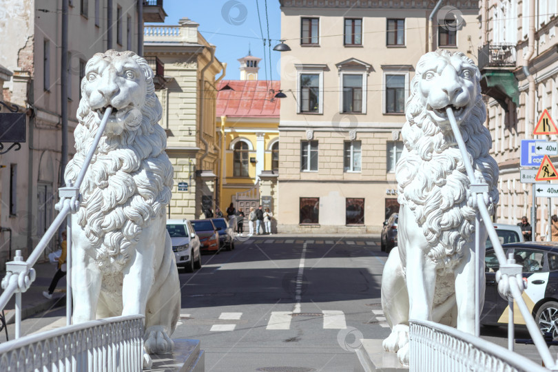 Скачать Санкт-Петербург, Россия, май 2023 года. Мраморные львы на мосту в Санкт-Петербурге. фотосток Ozero