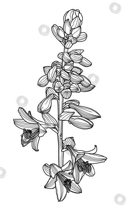 Скачать Реалистичная линейная графика цветка хосты с листьями и бутонами фотосток Ozero