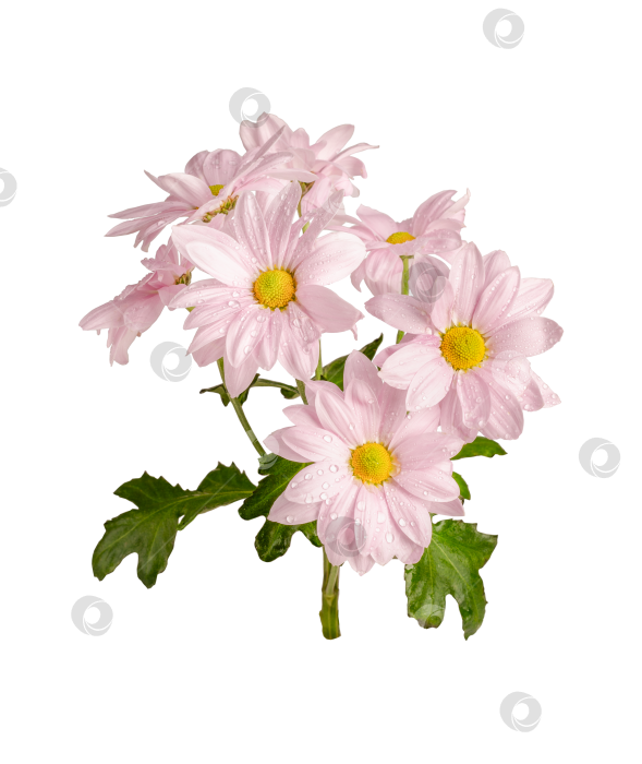Скачать Ветка цветущей розовой хризантемы, выделенная на прозрачном фоне. фотосток Ozero