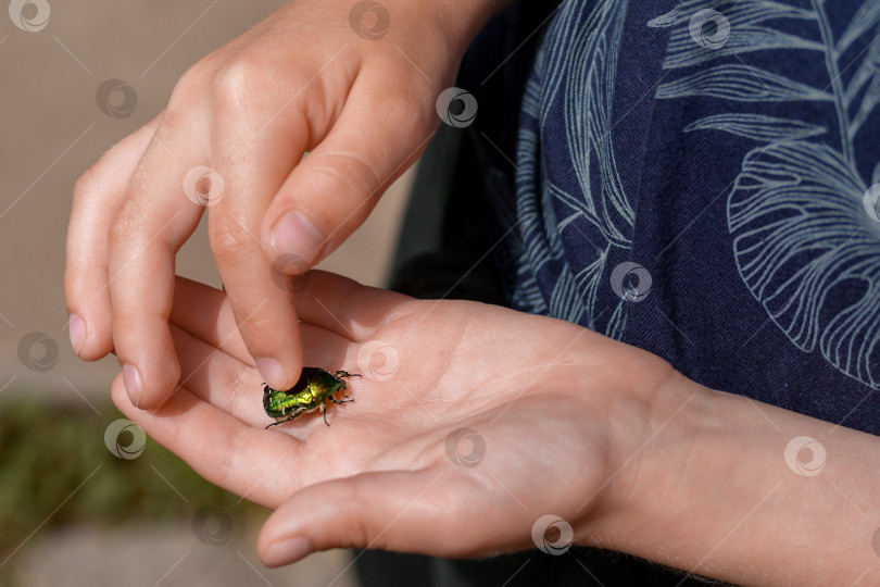 Скачать Золотисто-бронзовый жук в руках ребенка крупным планом в солнечный летний день. Мальчик гладит зеленого скарабея. Концепция заботы о природе, о насекомых фотосток Ozero